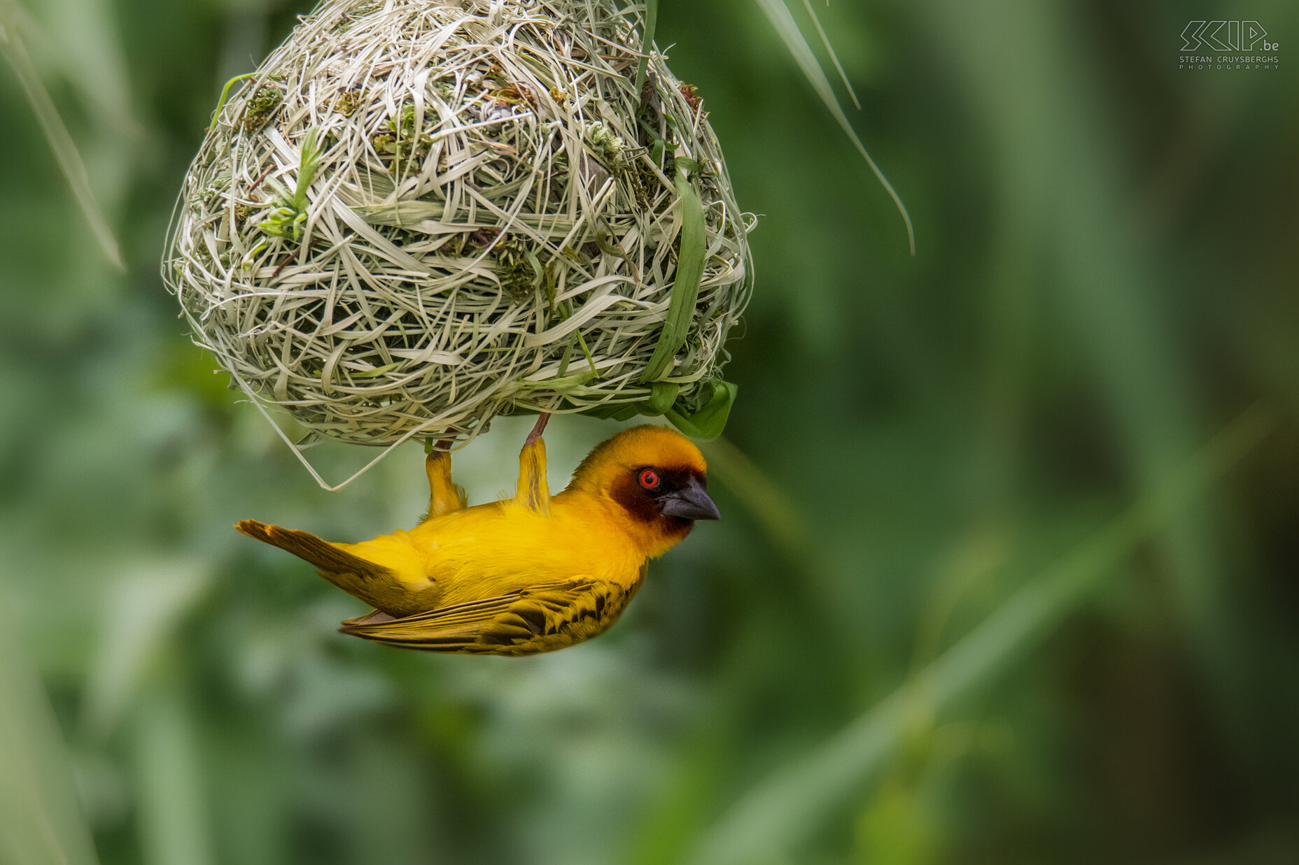 Debre Zeit - Vitelline masked weaver Males Weavers build new nests with green vegetation. The woven nest of the Vitelline masked weaver (Ploceus vitellinus) is accessible at the bottom. Stefan Cruysberghs